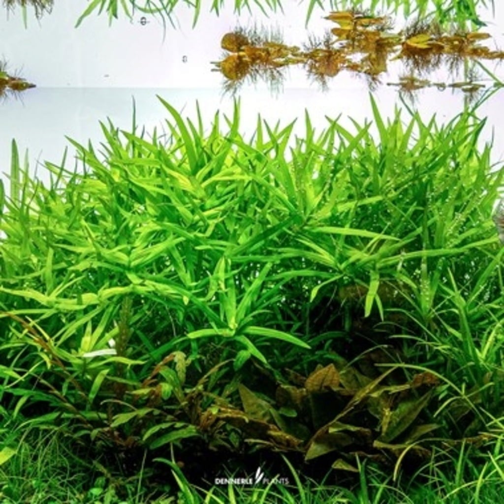 Dennerle Plants Heteranthera zosterifolia CUP - 1 k.