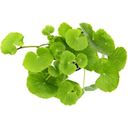 Dennerle Plants Hydrocotyle leucocephala - 1 pcs