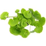 Dennerle Plants Hydrocotyle leucocephala