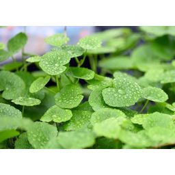 Dennerle Plants Hydrocotyle leucocephala - 1 ks