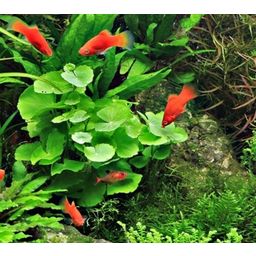 Dennerle Plants Hydrocotyle leucocephala - 1 pcs