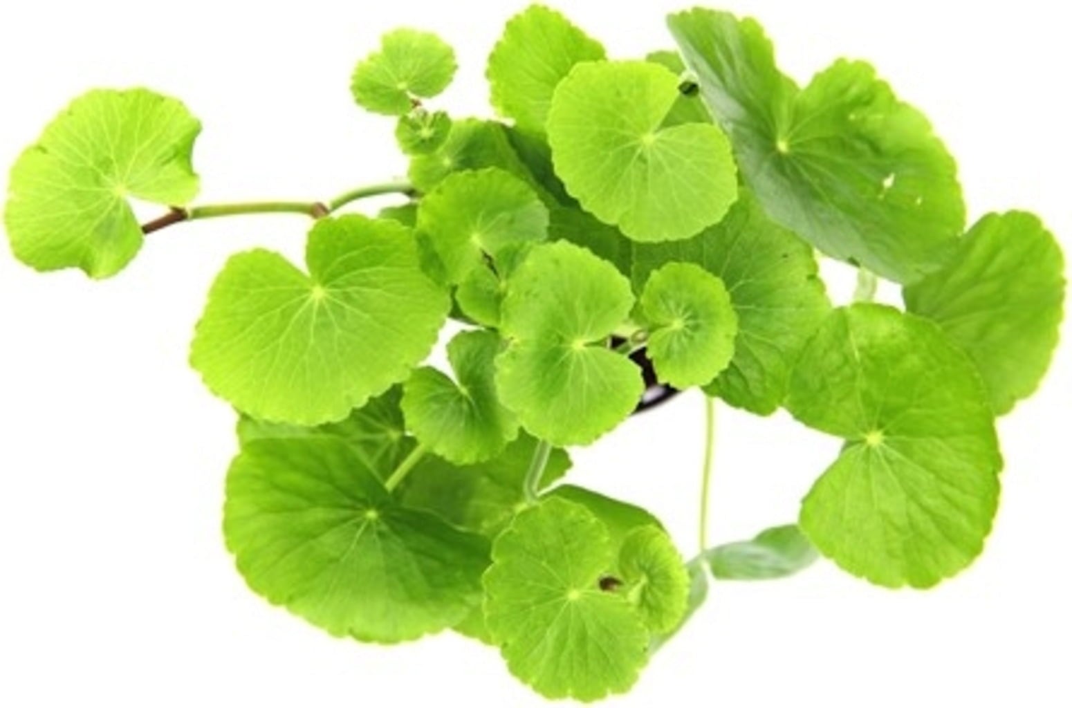 Dennerle Plants Hydrocotyle leucocephala XXL