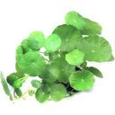 Dennerle Plants Hydrocotyle verticillata - 1 ks