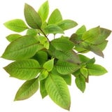Dennerle Plants Hygrophila corymbosa
