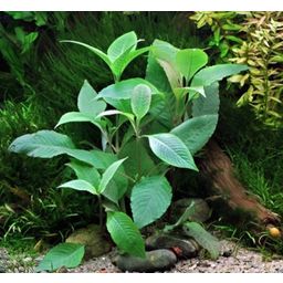 Dennerle Plants Hygrophila corymbosa - 1 Pc