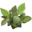 Dennerle Plants Hygrophila corymbosa Compact - 1 pz.