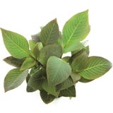 Dennerle Plants Hygrophila corymbosa Compact