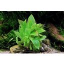 Dennerle Plants Hygrophila corymbosa Compact - 1 st.