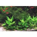 Dennerle Plants Hygrophila corymbosa Compact - 1 Stk