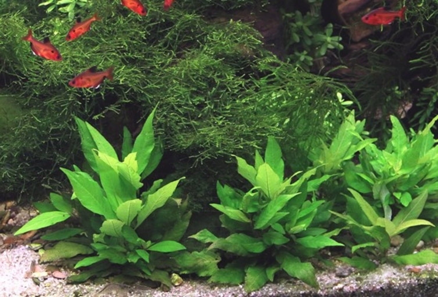 Dennerle Plants Hygrophila corymbosa Compact - 1 pz.