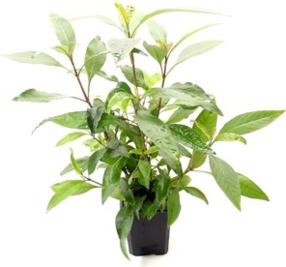 Dennerle Plants Hygrophila corymbosa Stricta XXL