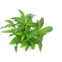 Dennerle Plants Hygrophila corymbosa Stricta - In pots 