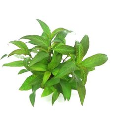 Dennerle Plants Hygrophila corymbosa Stricta - Im Topf