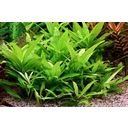 Dennerle Plants Hygrophila corymbosa Stricta - I kruka