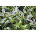 Dennerle Plants Hygrophila corymbosa Stricta - In pots 