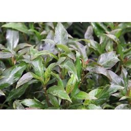 Dennerle Plants Hygrophila corymbosa Stricta - In pots 