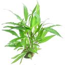 Dennerle Plants Hygrophila corymbosa Thailand - 1 Pc