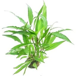 Dennerle Plants Hygrophila corymbosa Thailand - 1 ks