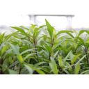 Dennerle Plants Hygrophila corymbosa Thailand - 1 Pc