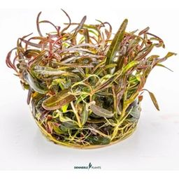 Dennerle Plants Hygrophila lancea 'Araguaia' CUP - 1 Pc