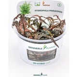 Dennerle Plants Hygrophila pinnatifida CUP