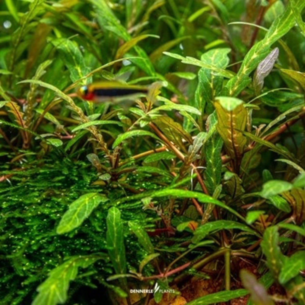 Dennerle Plants Hygrophila pinnatifida CUP - 1 ud.