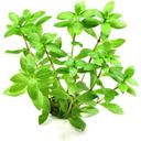 Dennerle Plants Hygrophila polysperma - 1 Stk