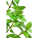 Dennerle Plants Hygrophila polysperma - 1 pcs