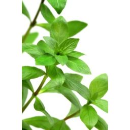 Dennerle Plants Hygrophila polysperma - 1 Pc