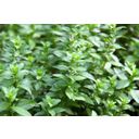 Dennerle Plants Hygrophila polysperma - 1 ks