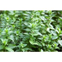 Dennerle Plants Hygrophila polysperma - 1 pz.