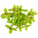 Dennerle Plants Hygrophila polysperma Sunset - 1 pcs