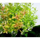 Dennerle Plants Hygrophila polysperma Sunset - 1 ks