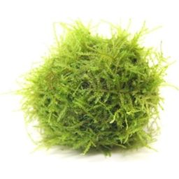 Dennerle Plants Java Moss on Biosphere Ball - 1 Pc