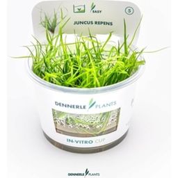 Dennerle Plants Juncus repens CUP - 1 ud.