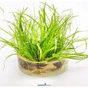 Dennerle Plants Juncus repens CUP - 1 ks