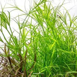 Dennerle Plants Juncus repens CUP - 1 ud.