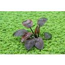 Dennerle Plants Lagenandra meeboldii Red - 1 pcs