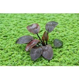 Dennerle Plants Lagenandra meeboldii Red - 1 ks