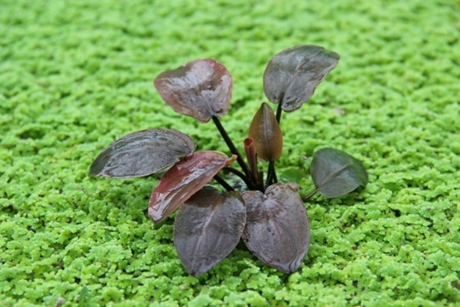 Dennerle Plants Lagenandra meeboldii Red - 1 pz.