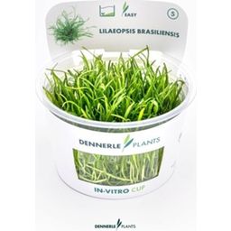 Dennerle Plants Lilaeopsis brasiliensis CUP - 1 pz.