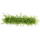 Dennerle Plants Lilaeopsis brasiliensis, Stretch Pad - 1 Pc