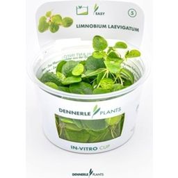 Dennerle Plants Limnobium laevigatum CUP - 1 ks