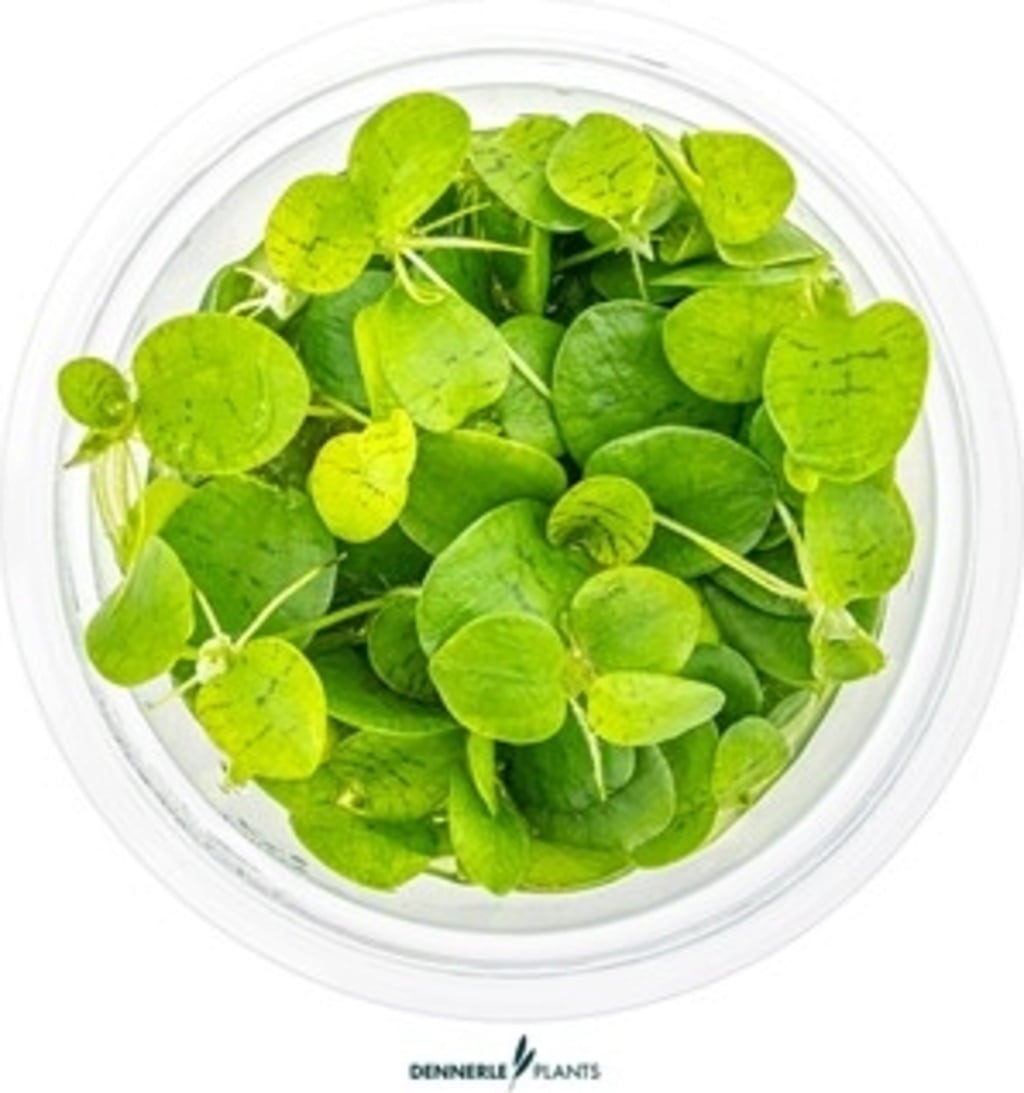 Dennerle Plants Limnobium laevigatum CUP - 1 Stk