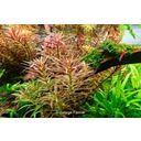 Dennerle Plants Limnophila hippuridoides - 1 Szt.