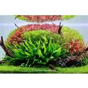 Dennerle Plants Limnophila hippuridoides - 1 Pc