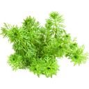 Dennerle Plants Limnophila sessiliflora - V květináči