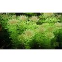 Dennerle Plants Limnophila sessiliflora - Im Topf