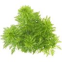 Dennerle Plants Limnophila sessiliflora - V květináči