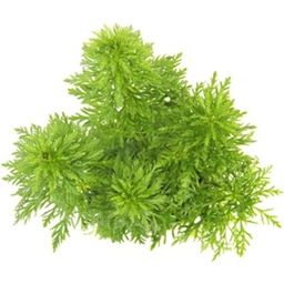 Dennerle Plants Limnophila sessiliflora - V květináči